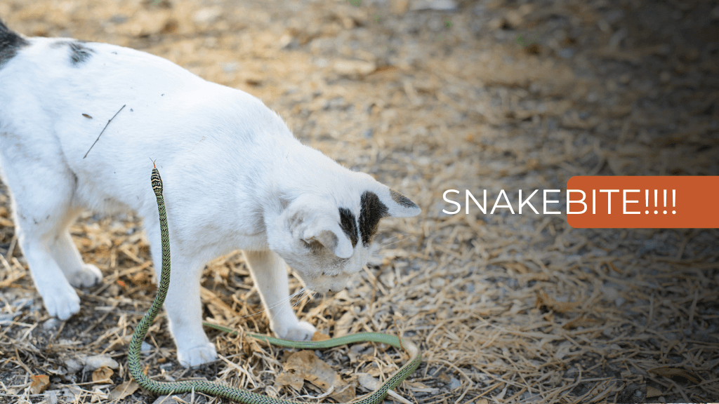 SNAKEBITE!!!! SNAKEBITE!!!!