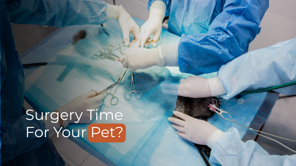 Surgery Time For Your Pet?