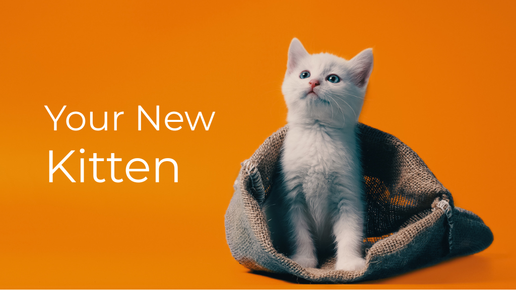 YOUR NEW KITTEN
