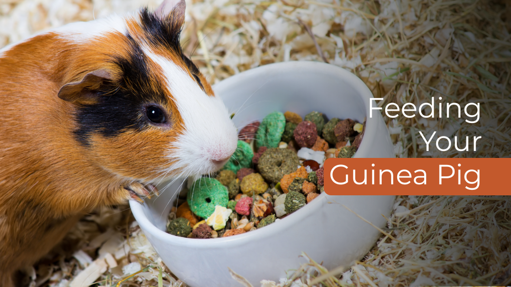 Feeding your Guinea Pig