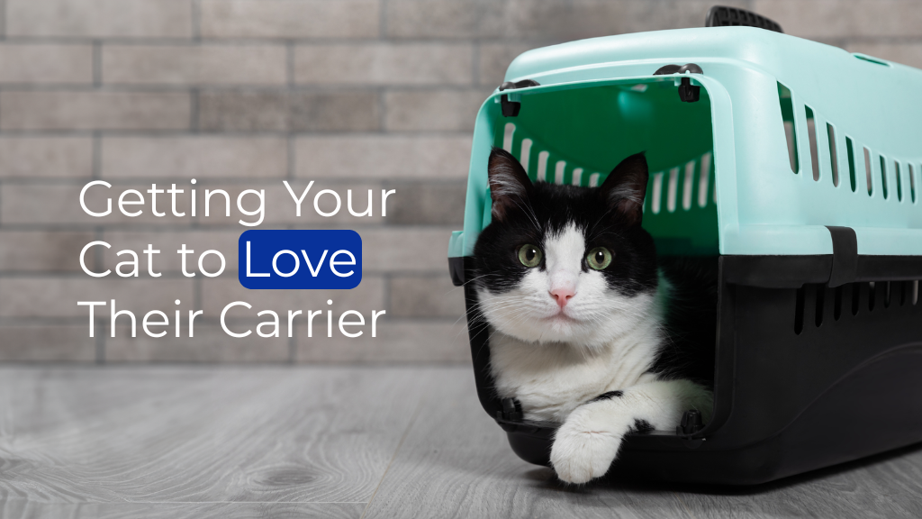 Getting Your Cat to Love Their Carrier