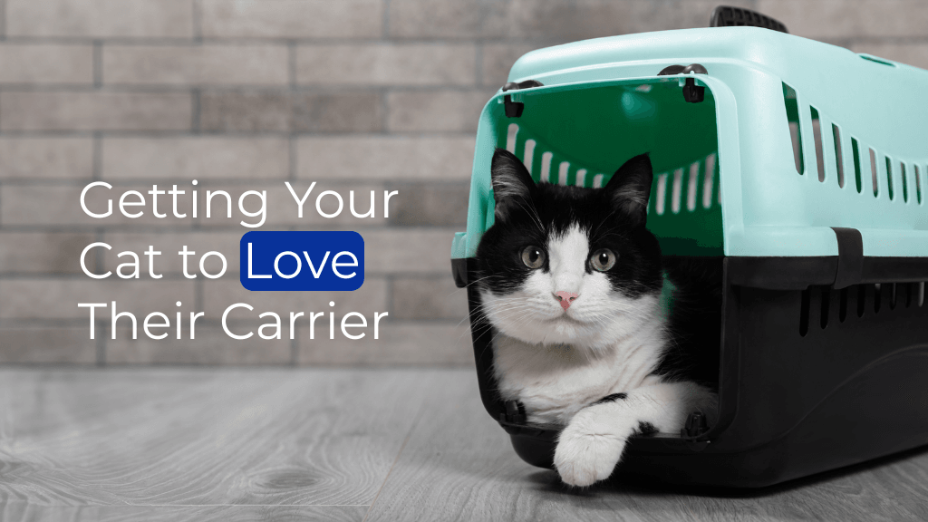 Getting Your Cat to Love Their Carrier Getting Your Cat to Love Their Carrier