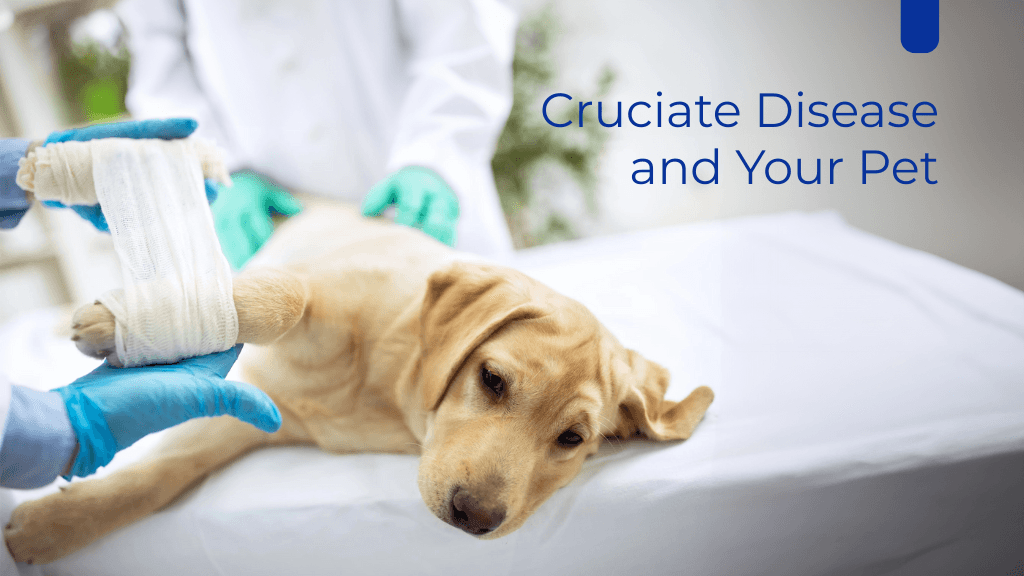 Cruciate Disease and Your Pet Cruciate Disease and Your Pet