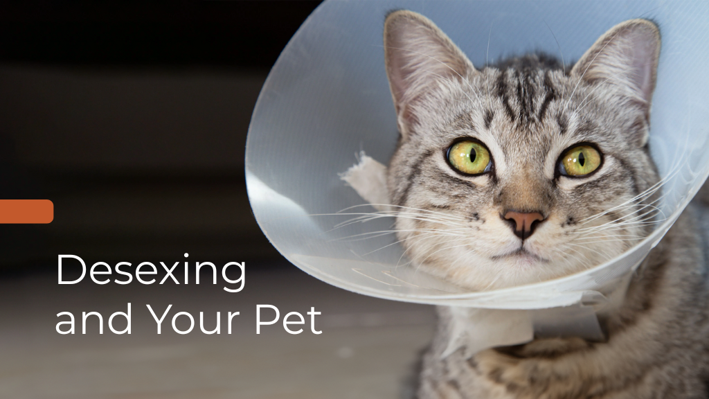 Desexing and Your Pet