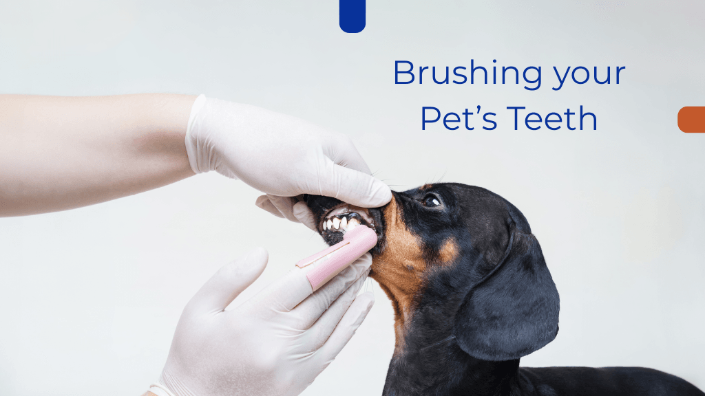 Brushing your Pet’s Teeth Brushing your Pet’s Teeth