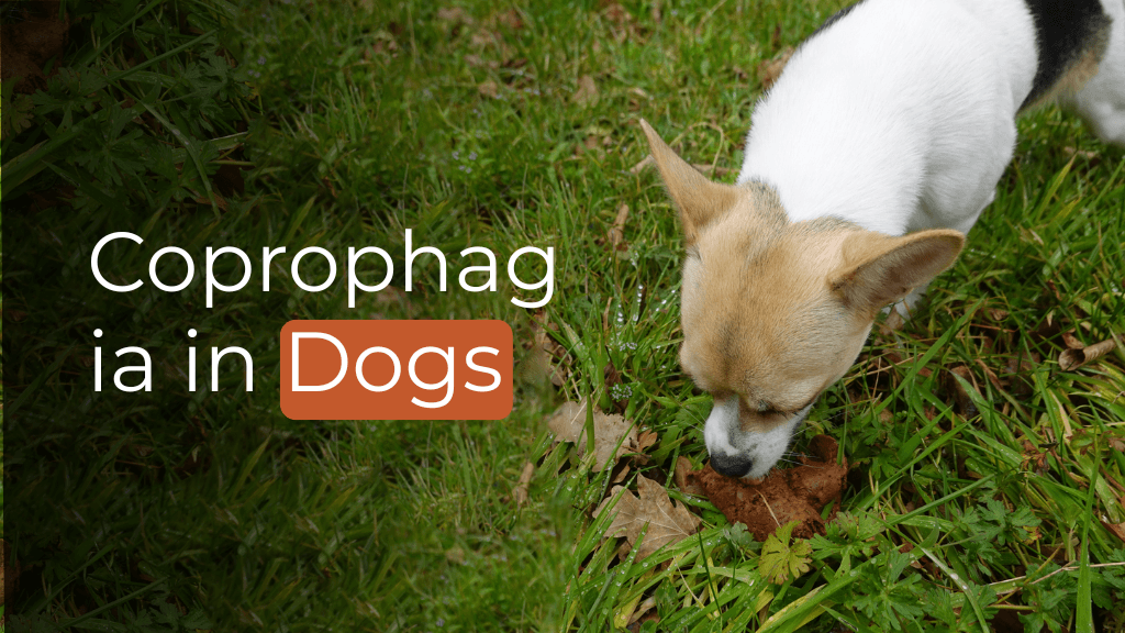 Coprophagia in Dogs Coprophagia in Dogs