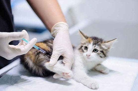 Vaccination schedules
