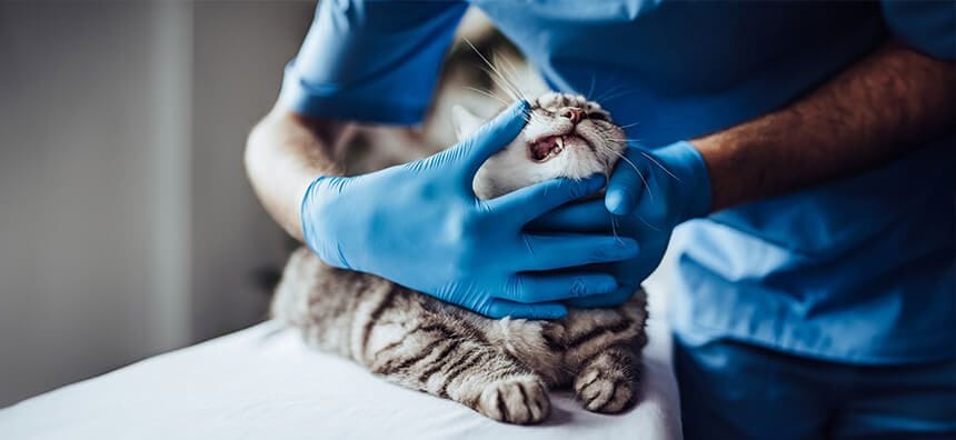 Dental Care for Pets