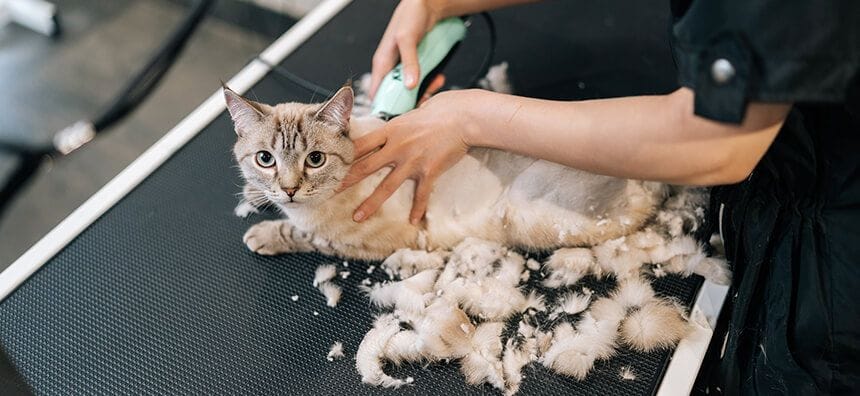 Dog & Cat Grooming in Campbelltown Dog & Cat Grooming in Campbelltown