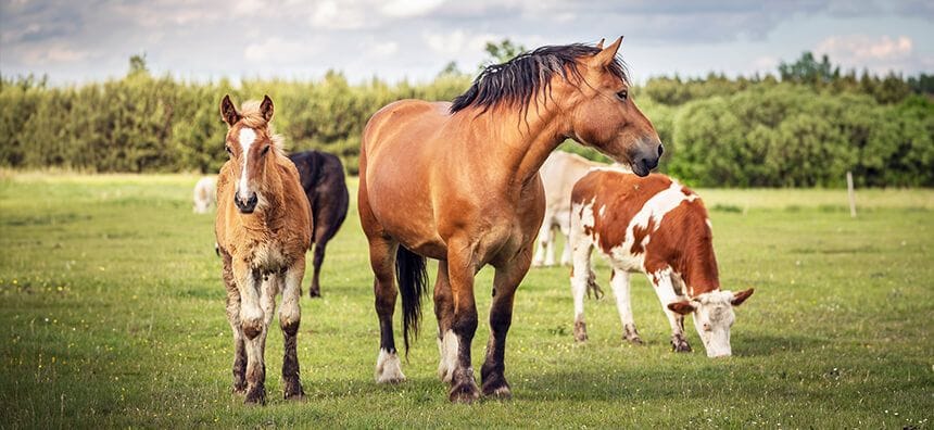 Large Animal & Livestock Veterinary Services in Campbelltown