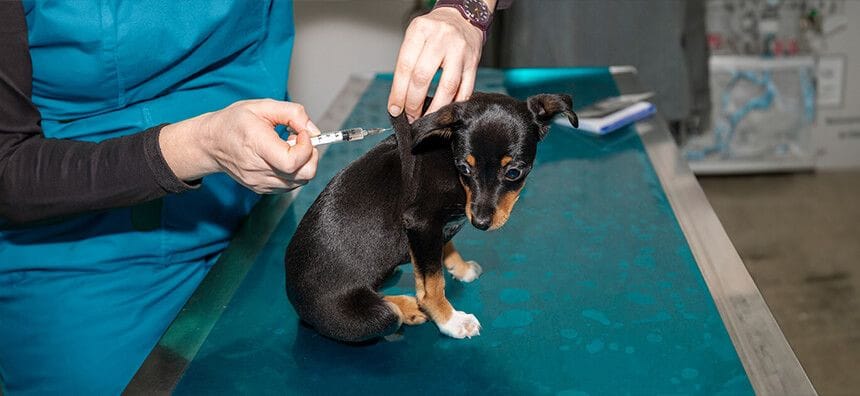 Pet Vaccinations in Campbelltown