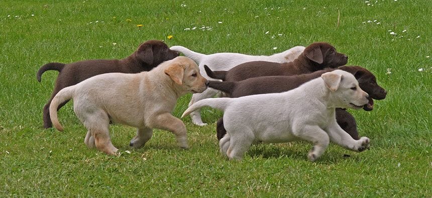 Puppy Preschool in Campbelltown Puppy Preschool in Campbelltown