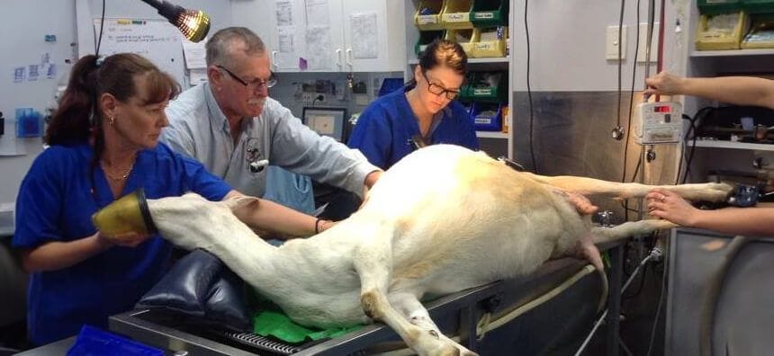 Surgery & Orthopaedics for Pets in Campbelltown