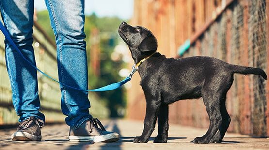 7 Reasons Why Puppy Preschool is Essential for Your Pup’s Development