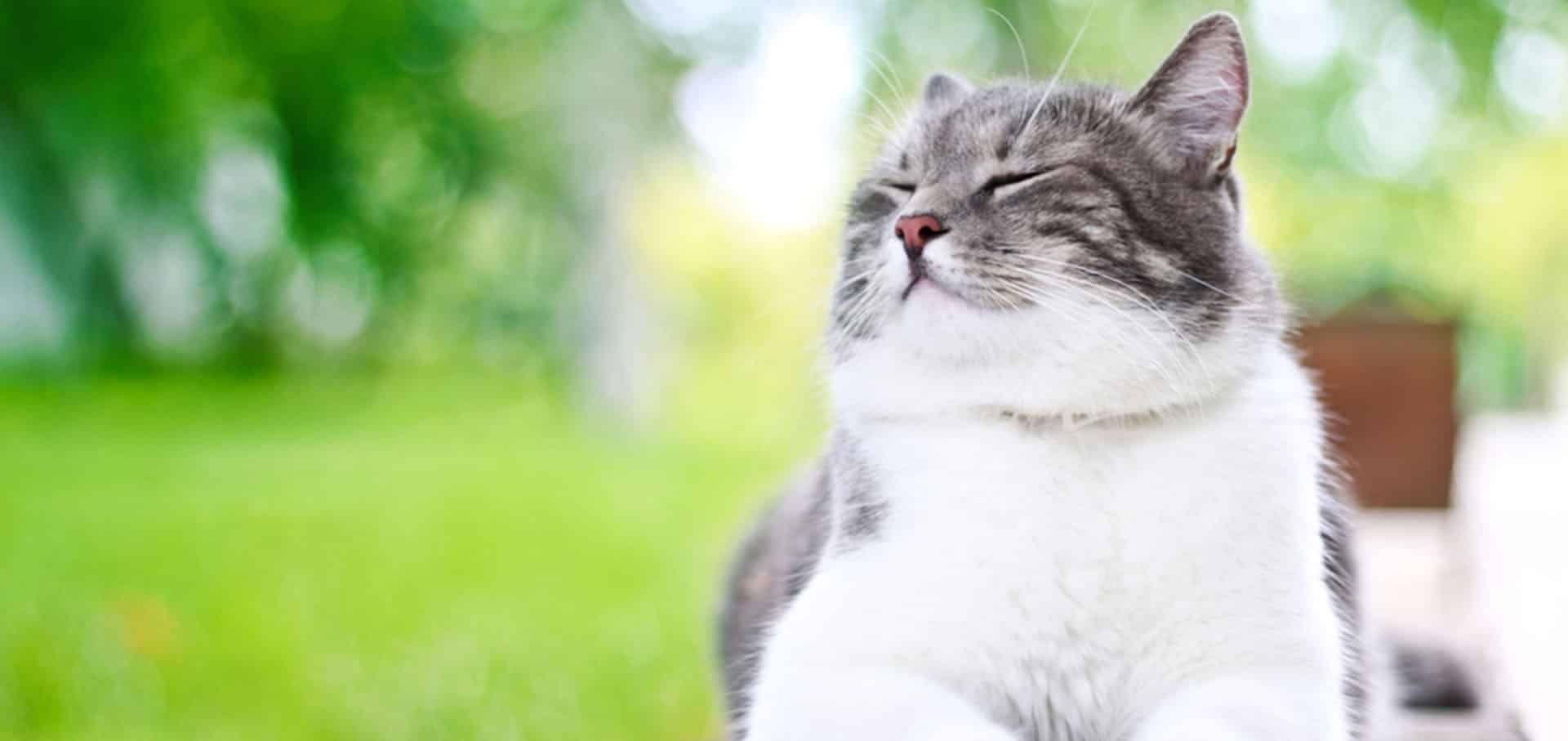 Hairballs