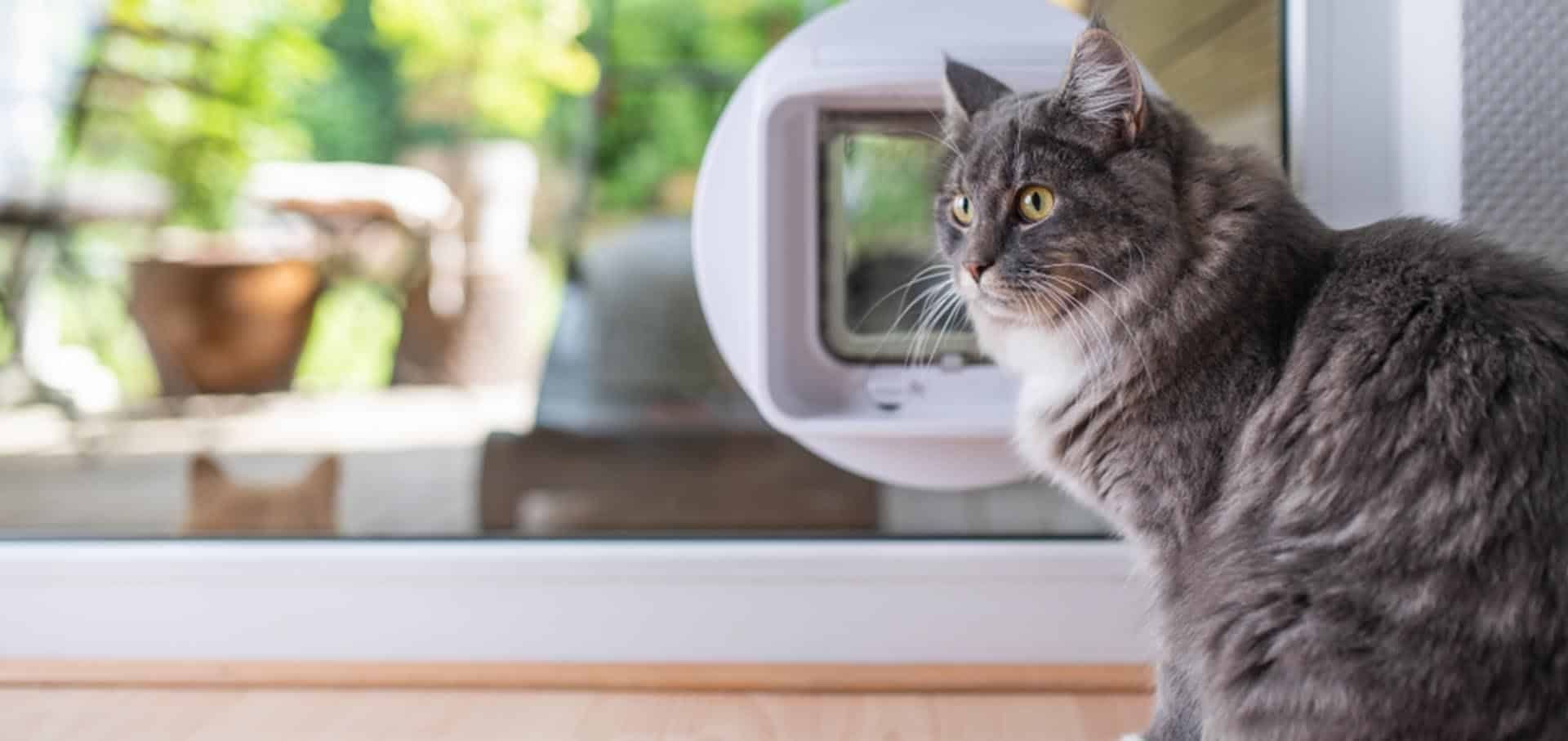 Feline Lower Urinary Tract Disease (FLUTD)