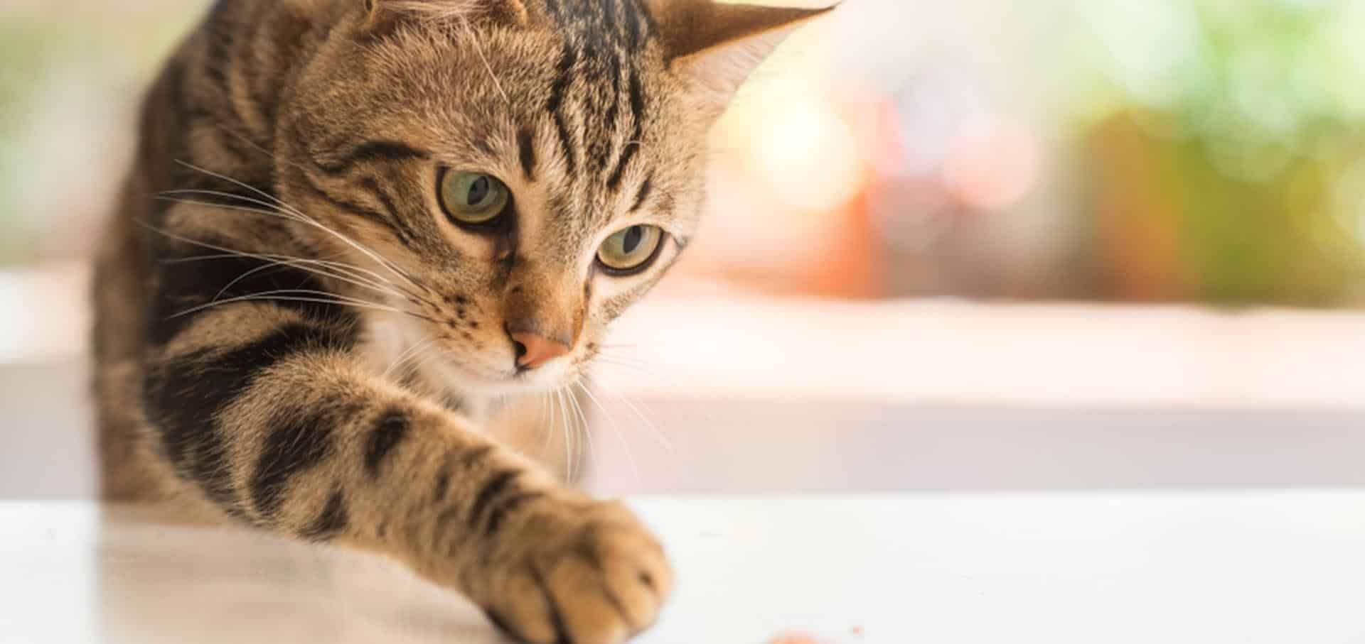 Feline Aids
