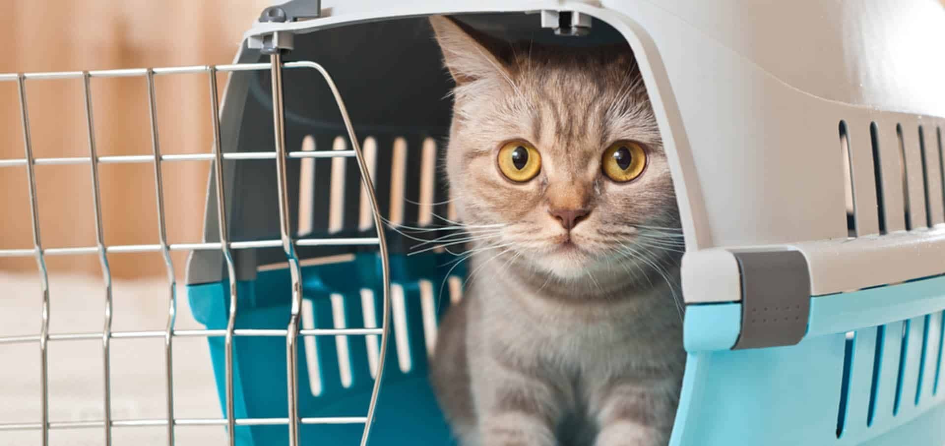 Confining Cats in Comfort