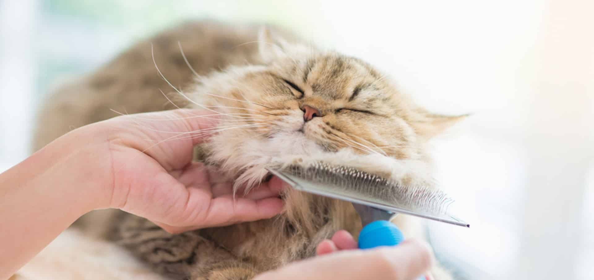 Feeding Cats