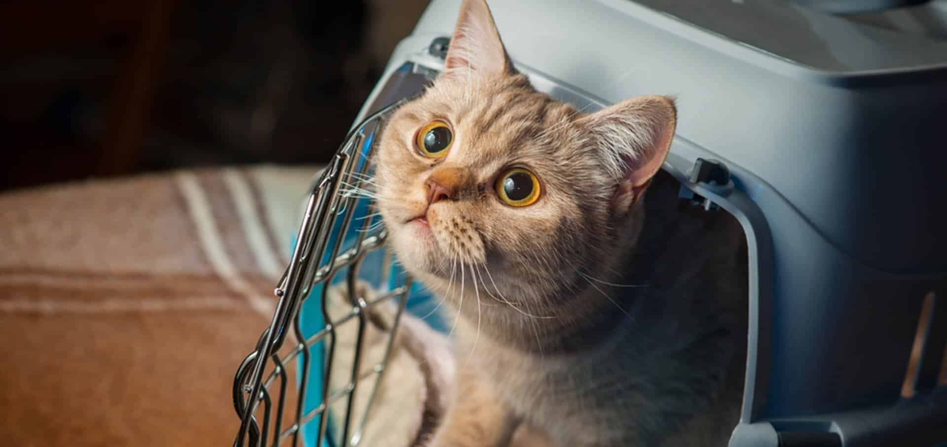 Catnip