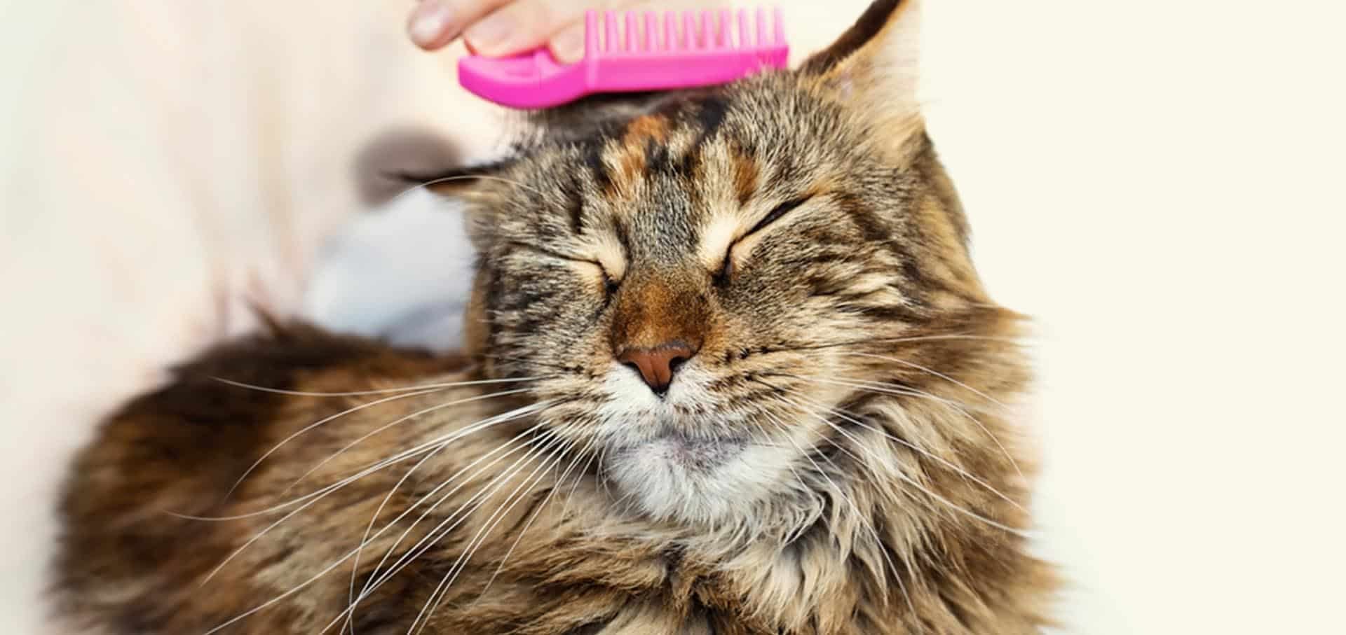 Caring for your New Kitten