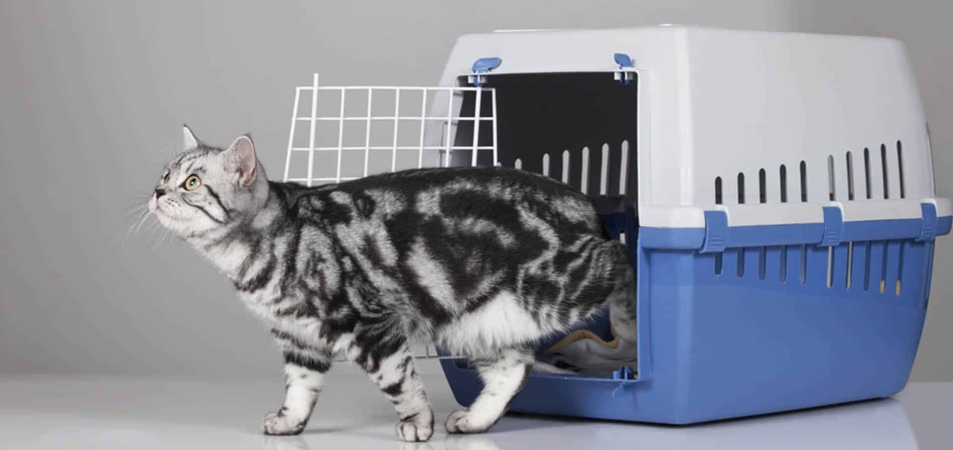Arthritis in Cats