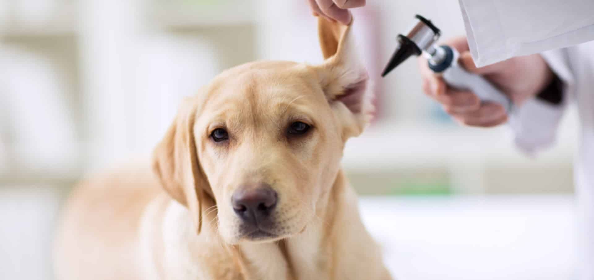 Brachycephalic Obstructive Airway Syndrome (BOAS)