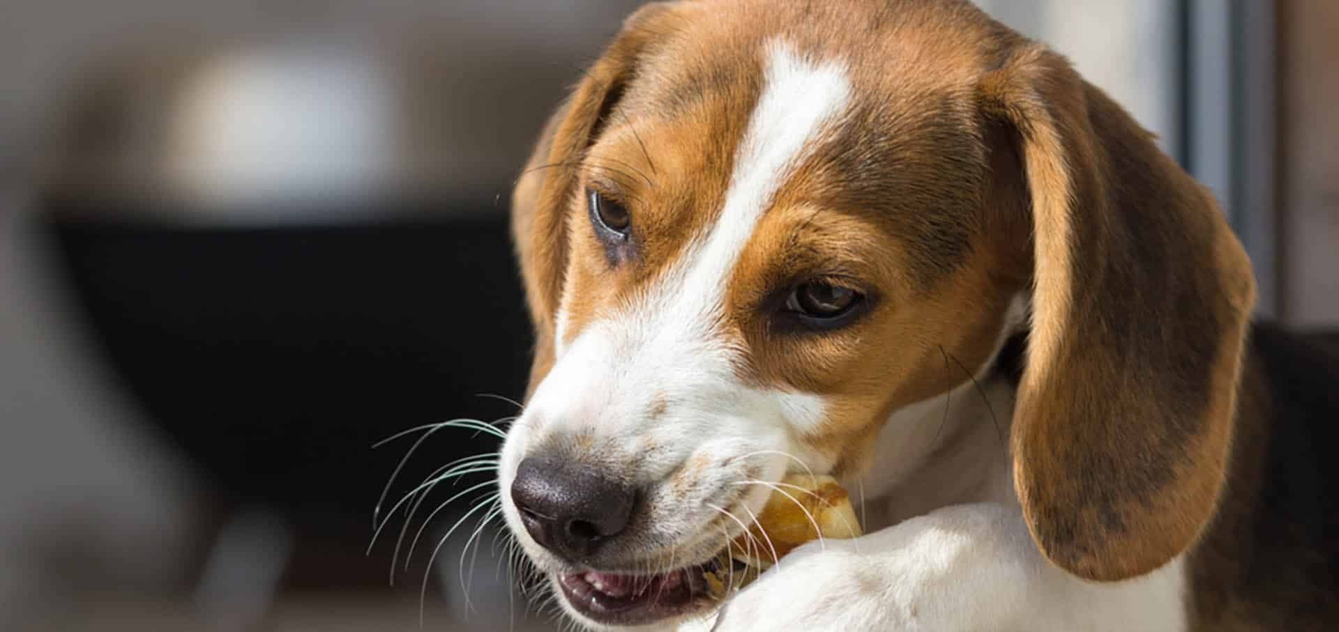 Whelping