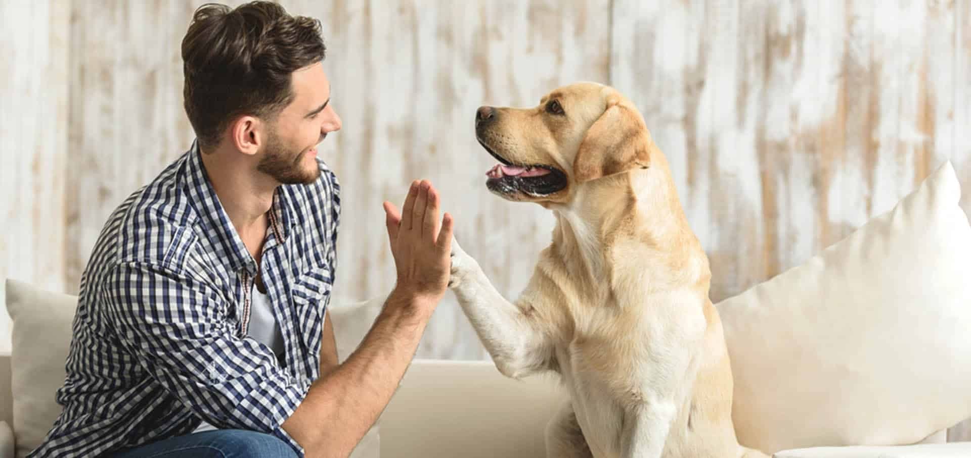 Toys for Puppies and Dogs