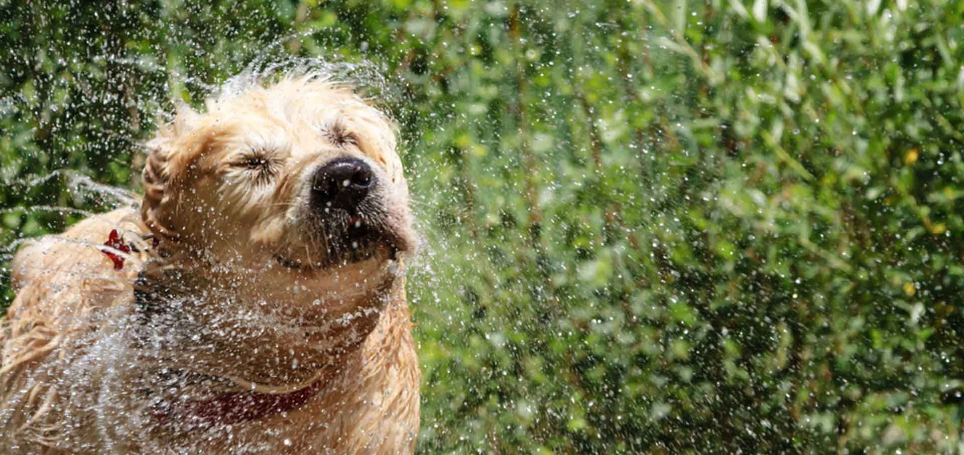 Puppy Toilet Training