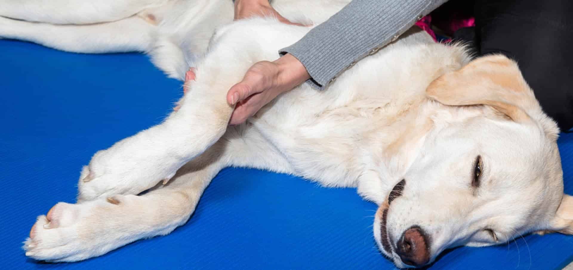 Parvovirus