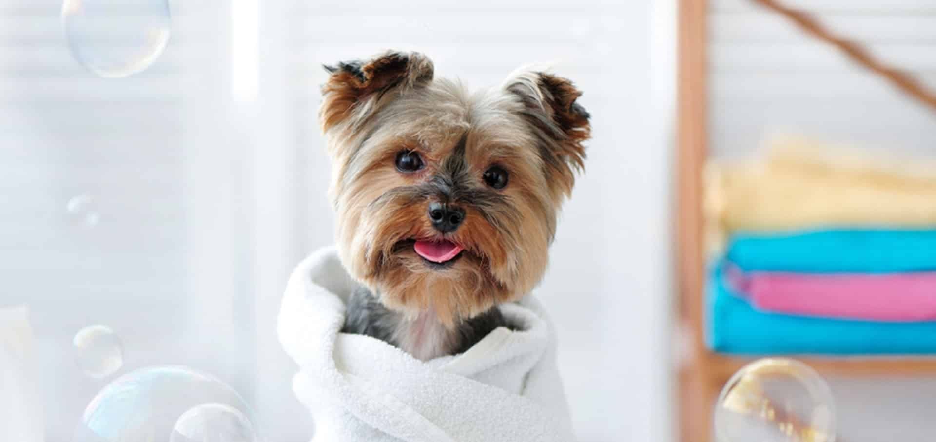 Dog Constipation