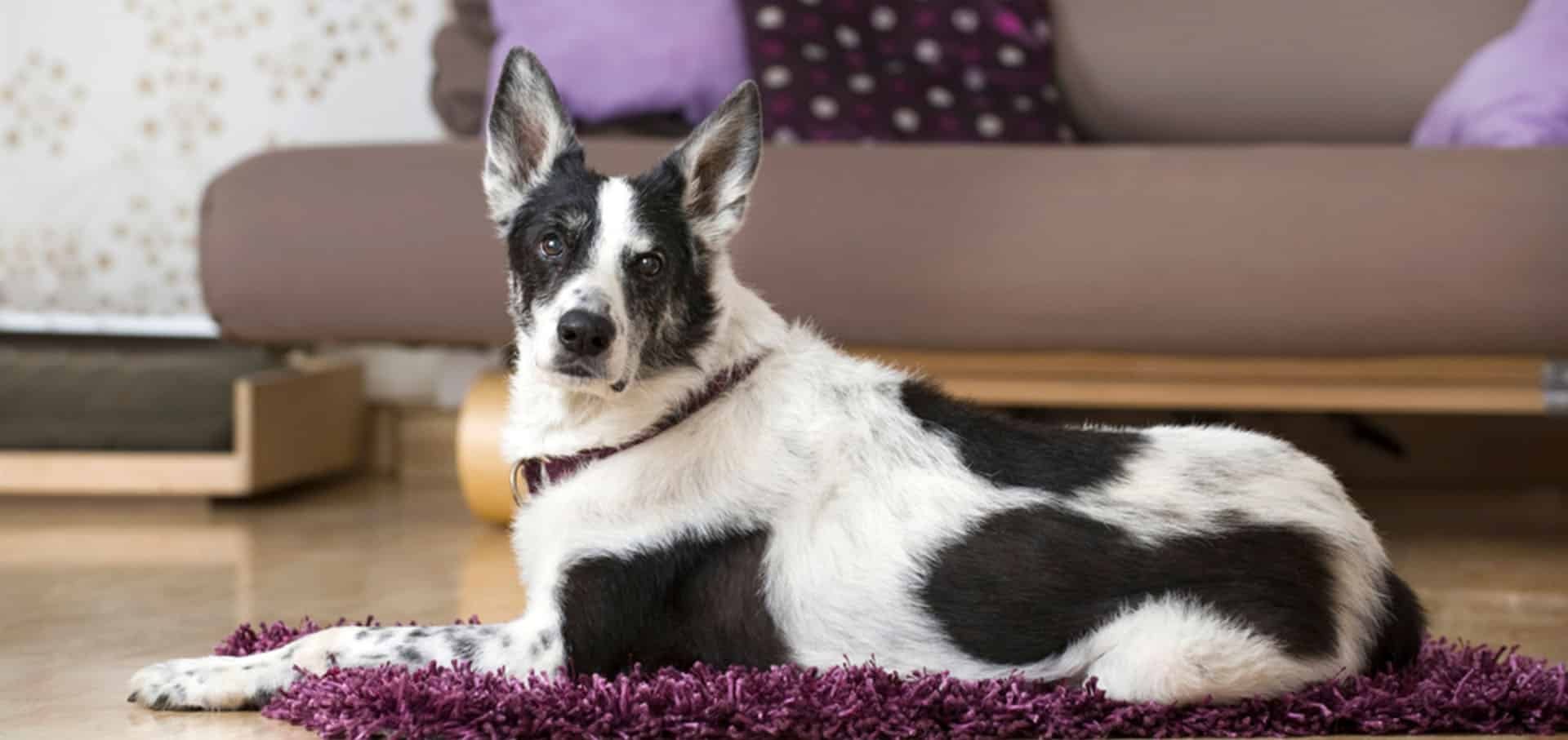 Arthritis in Dogs Arthritis in Dogs