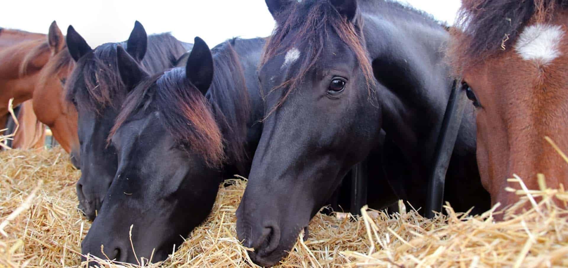 Colic Colic
