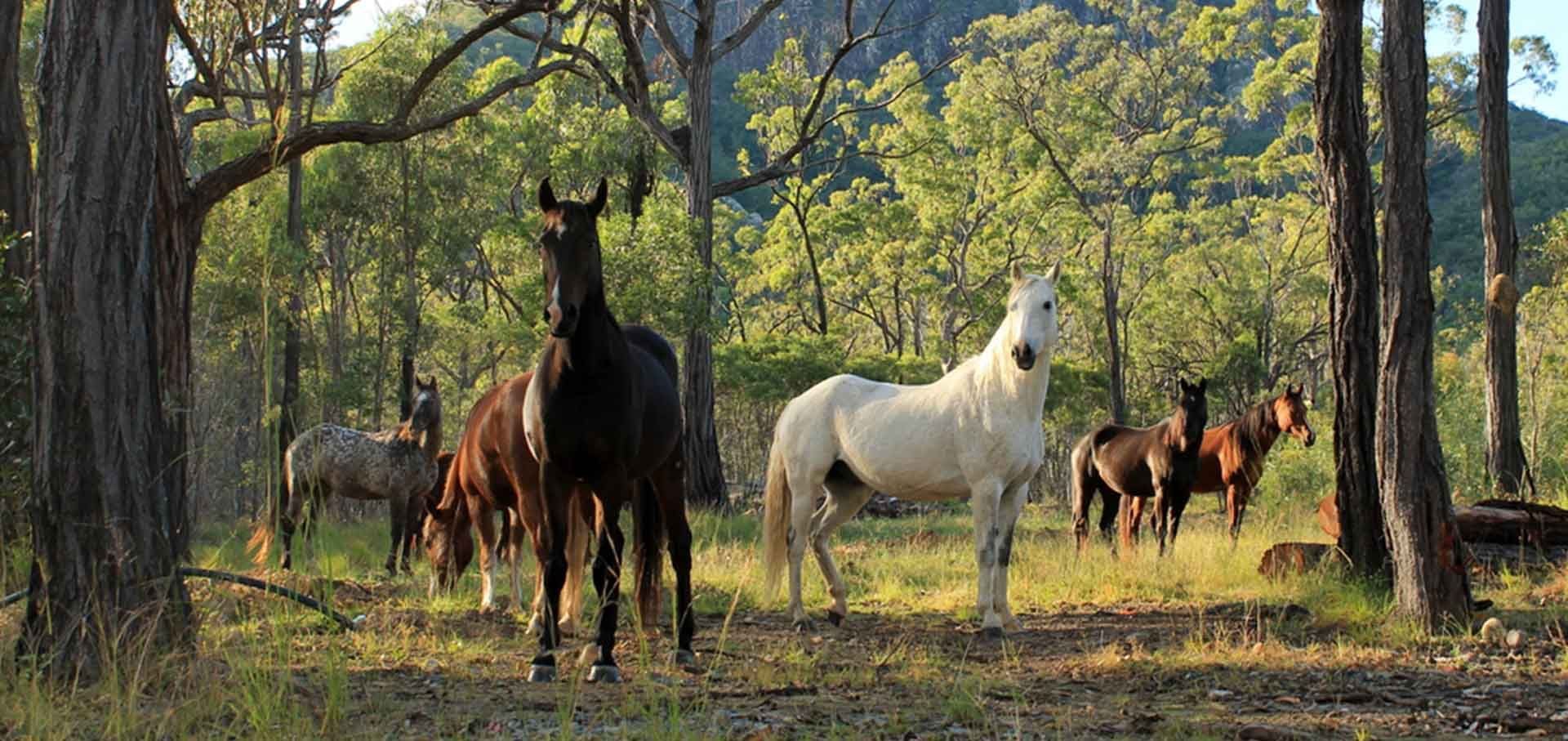 Equine Cushings Disease (or PPID) Equine Cushings Disease (or PPID)