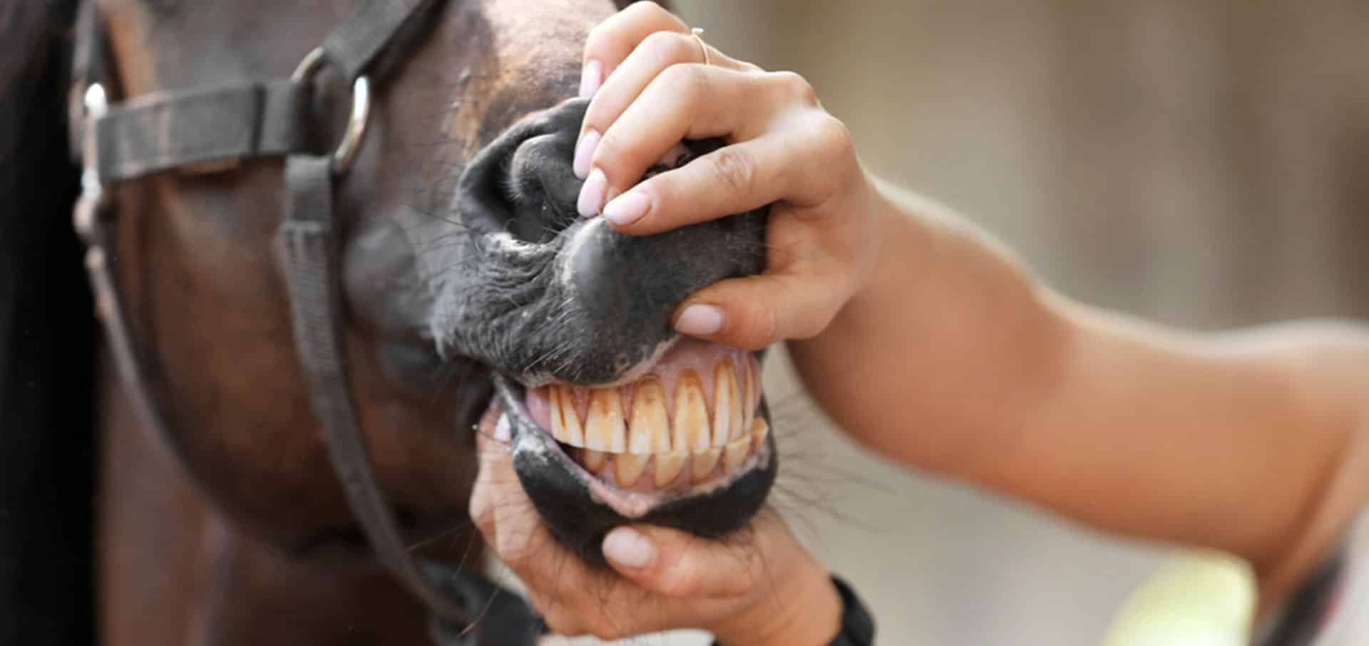 Dental Care Dental Care