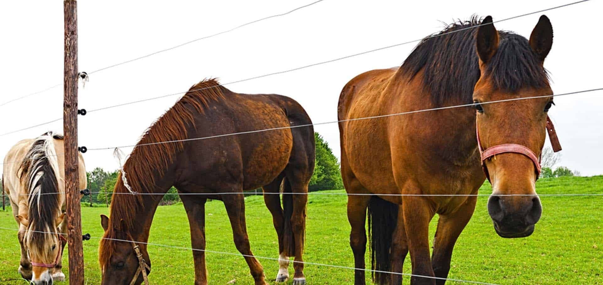 Equine Dental Disease Equine Dental Disease