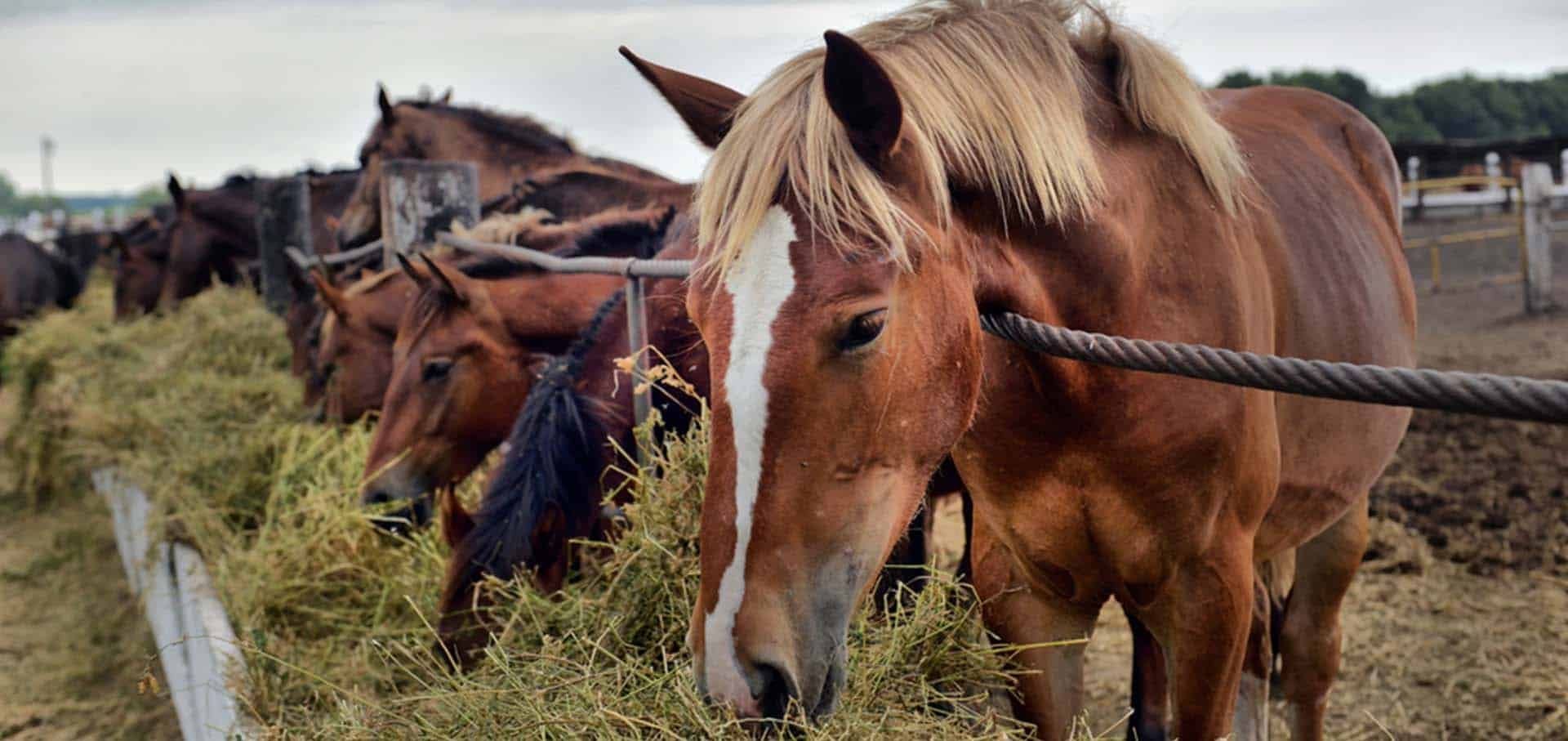 Foaling Foaling