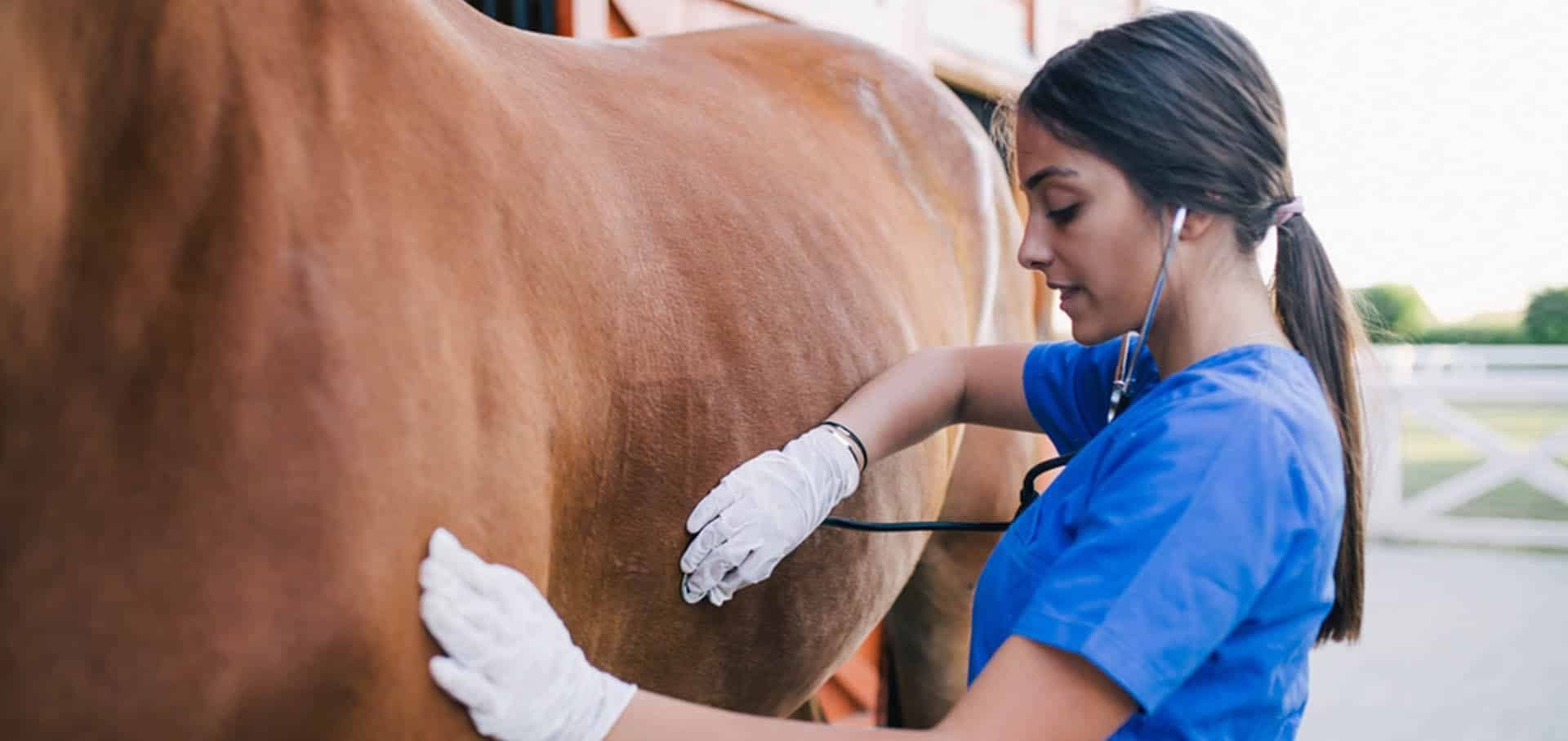 Hoof Abscess