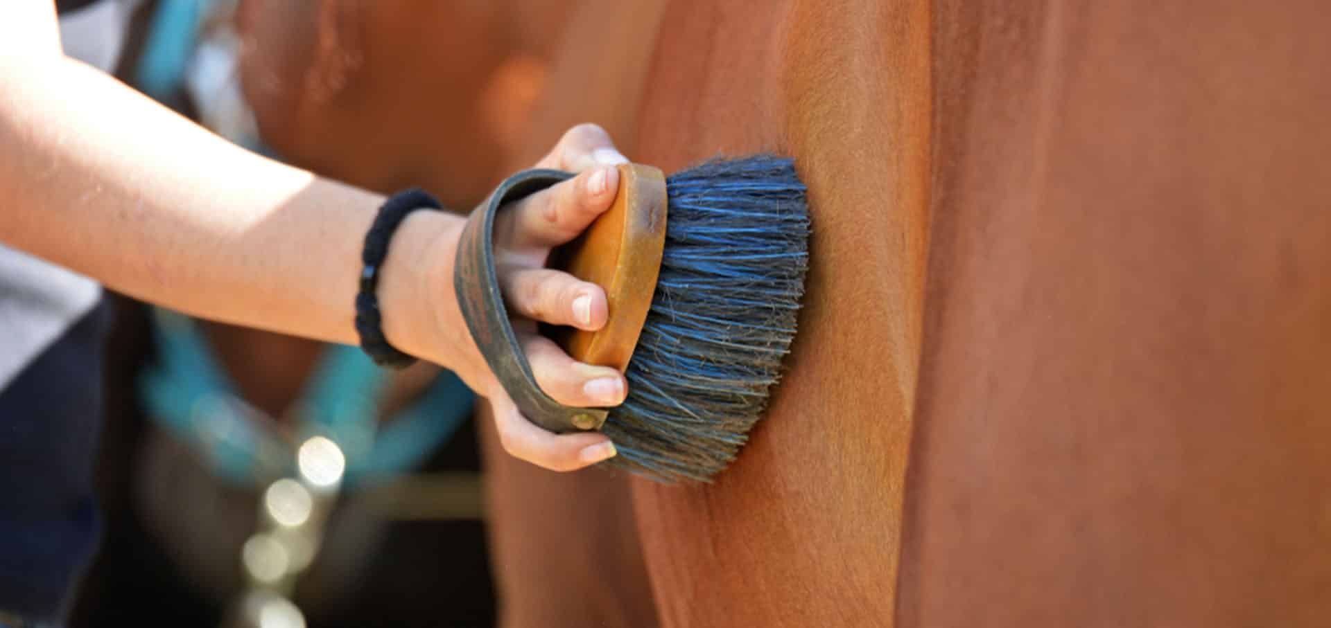 Winter Check List for Old Horses Winter Check List for Old Horses