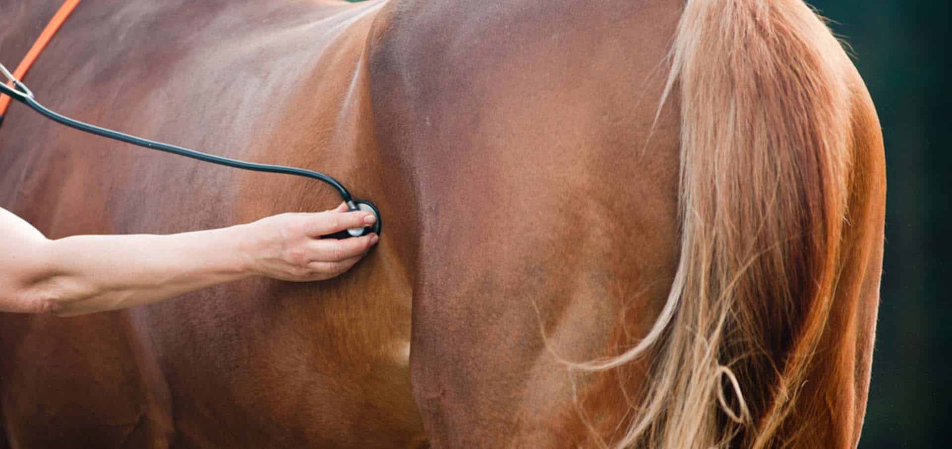 Clicker Training for Needle-Shy Horses Clicker Training for Needle-Shy Horses