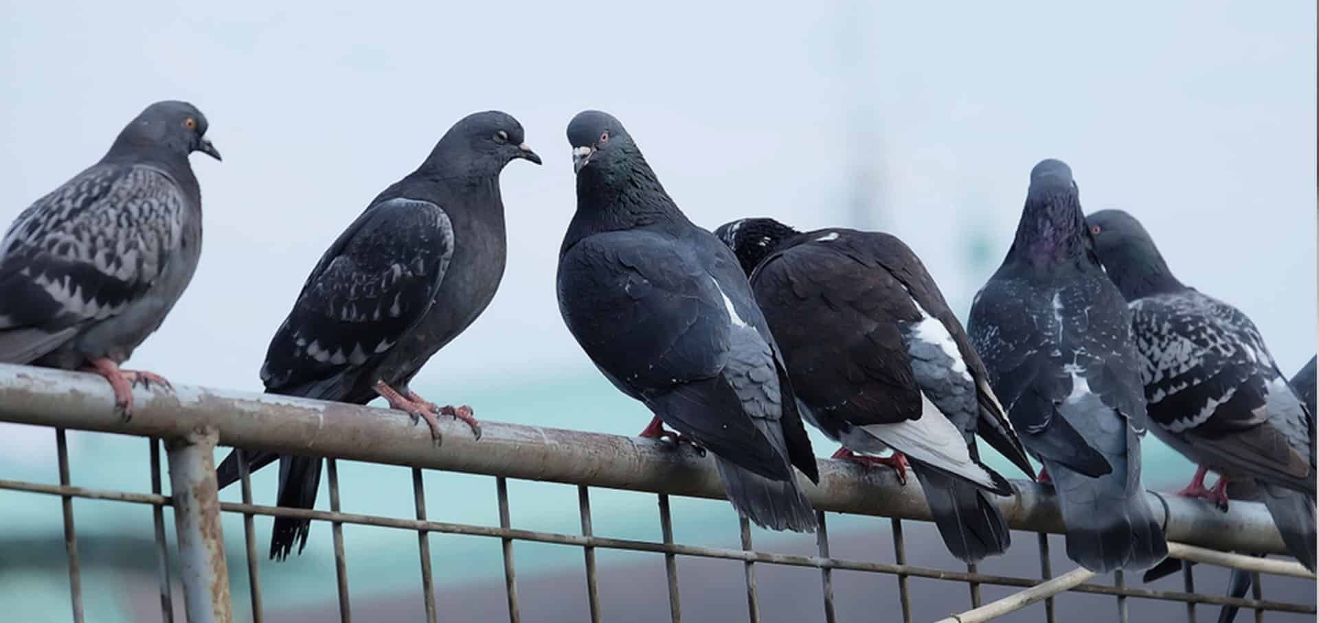 Stress in Birds Stress in Birds