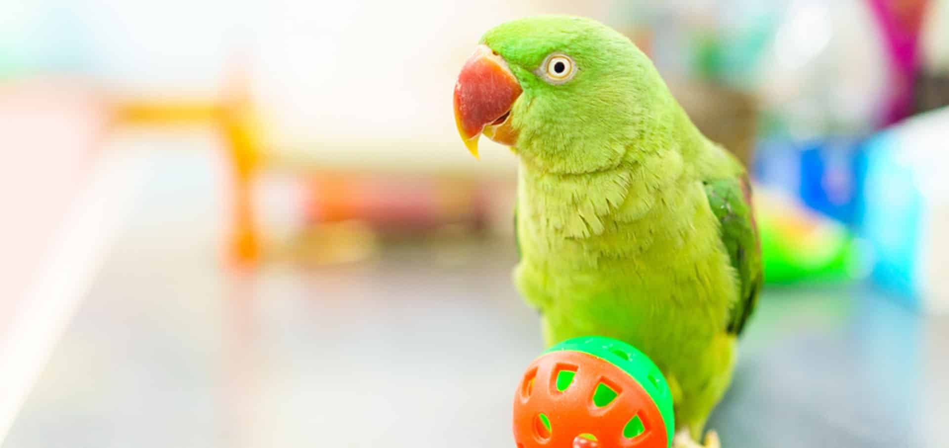 Parrot Fever Parrot Fever
