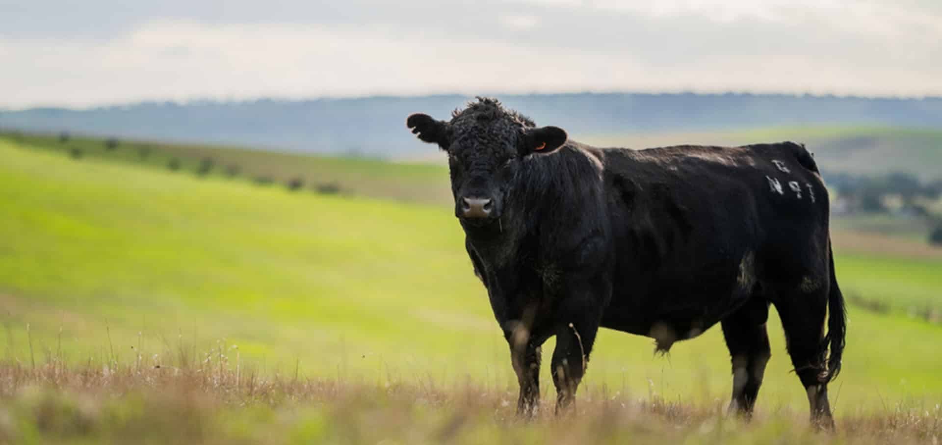 Bull Testing
