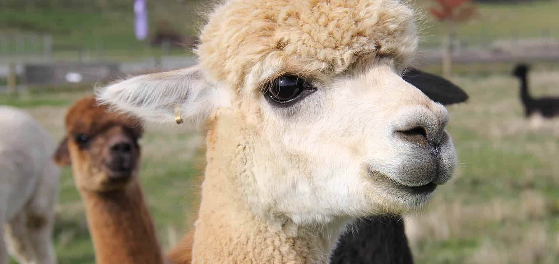 Alpaca Answers Alpaca Answers