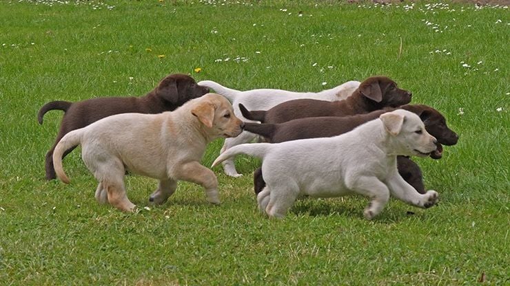From Bump to Birth: A Vet Cross Guide to Dog Pregnancy & Whelping in Bundaberg