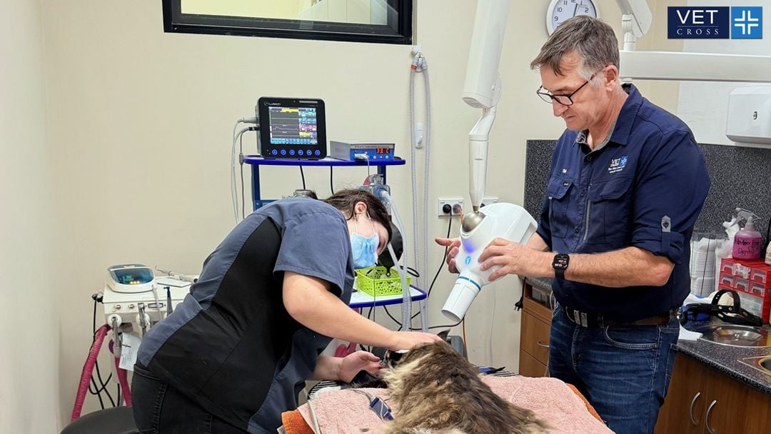 Why Dental X-Rays Matter for Your Pet's Oral Health