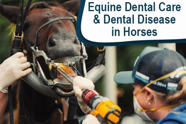Equine Dental Care - Dental Disease, Signs & Treatment in Horses