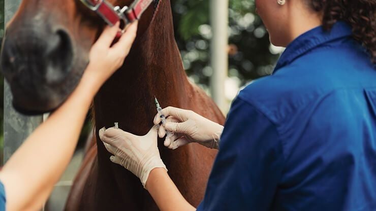 Hendra Virus Vaccination for Horses Hendra Virus Vaccination for Horses