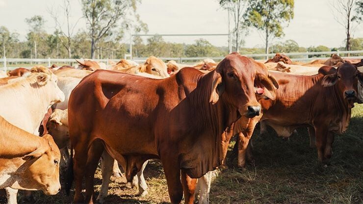 Three Day Sickness (Bovine Ephemeral Fever) in Cattle